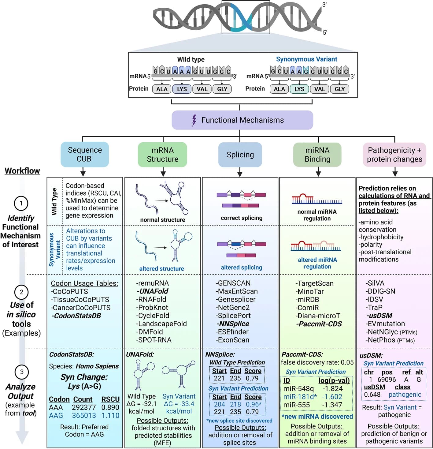Open access visualization of Workflow, Flowchart, Illustration, In Silico Tools, Synonymous Variants