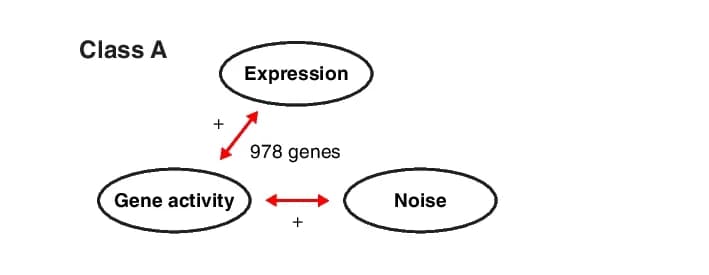 Open access visualization of Pathway, Genes, Gene Activity, Noise, Correlations