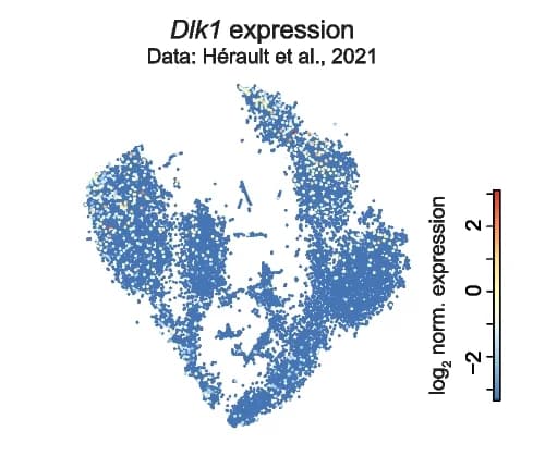 Open access visualization of UMAP, Dlk1, Dataset