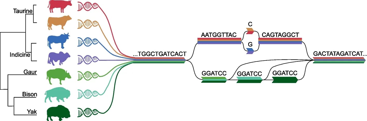 Open access visualization of Workflow, Flowchart, Illustration, Bovine Species, Pangenome