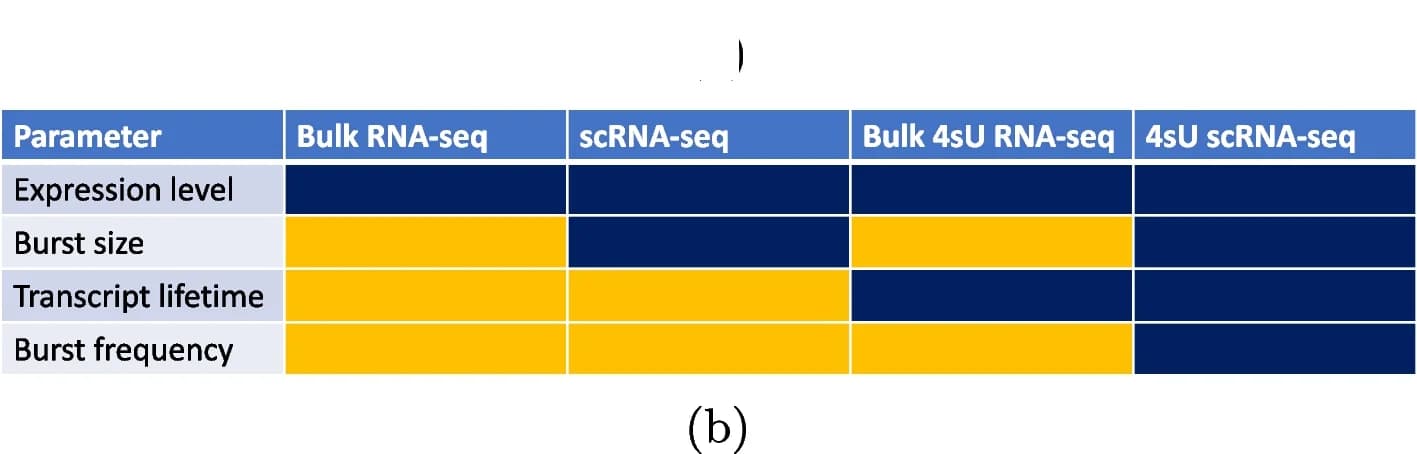 Open access visualization of Table Image, Transcriptional Bursting, Single Cell, Burst Size, Burst Interval