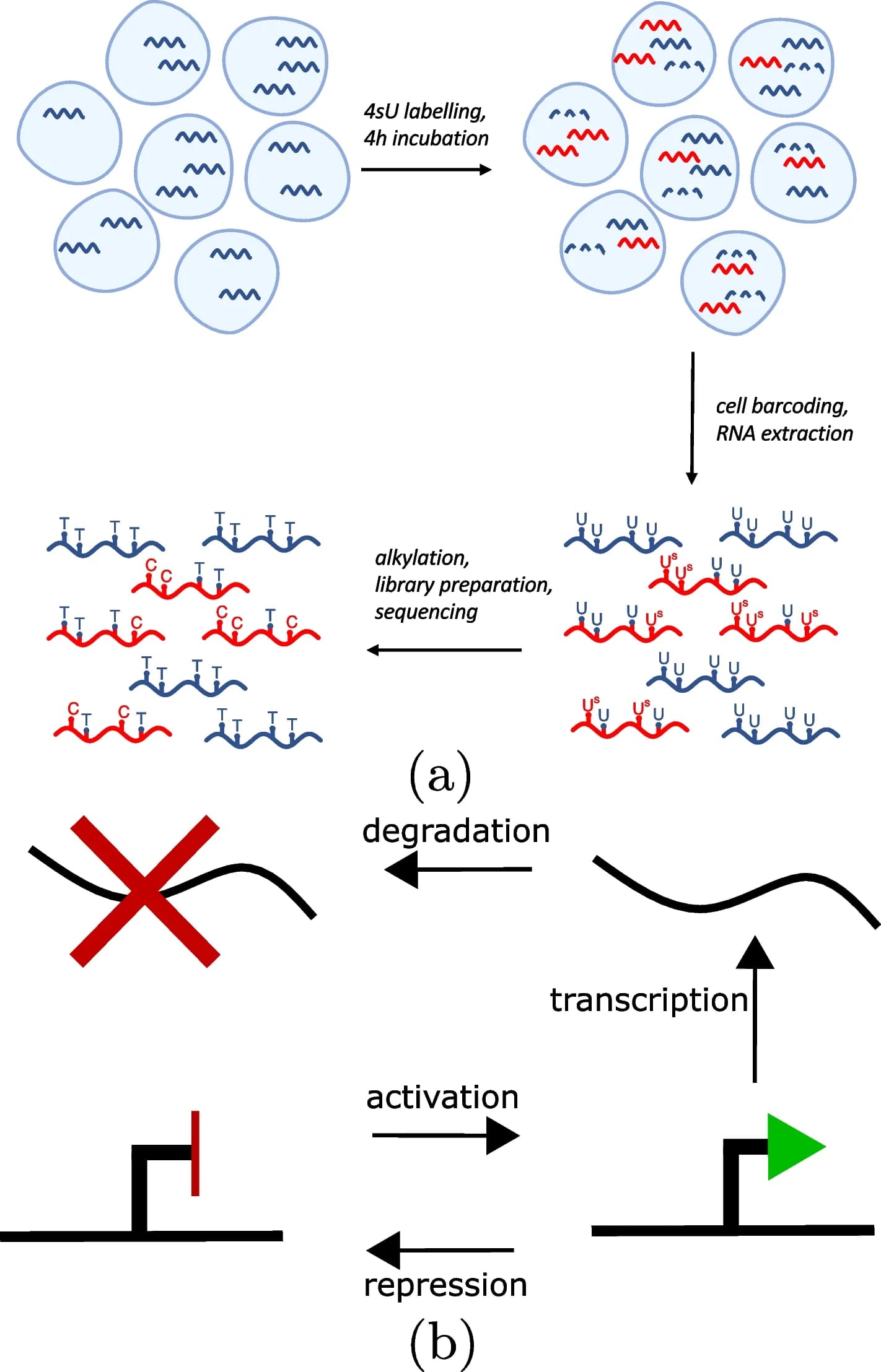 Open access visualization of Workflow, Flowchart, Illustration, mRNA, Uracil analogue