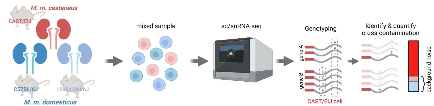 Open access visualization of Workflow, Illustration, Bar Plot, Experimental Design