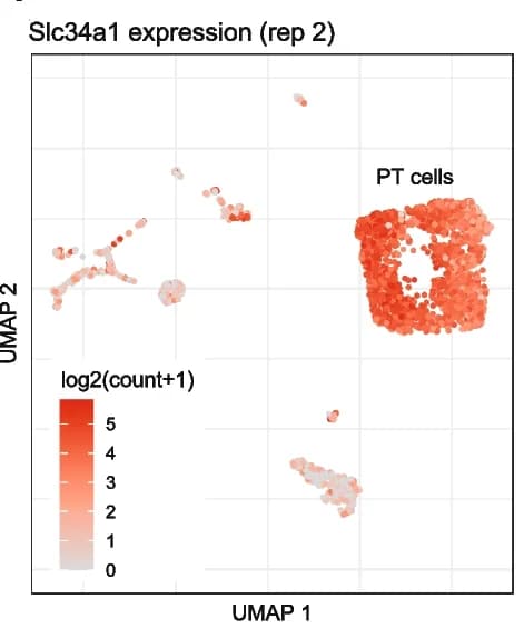 Open access visualization of UMAP, Scatter Plot, Replicate, Slc34a1, Marker Gene