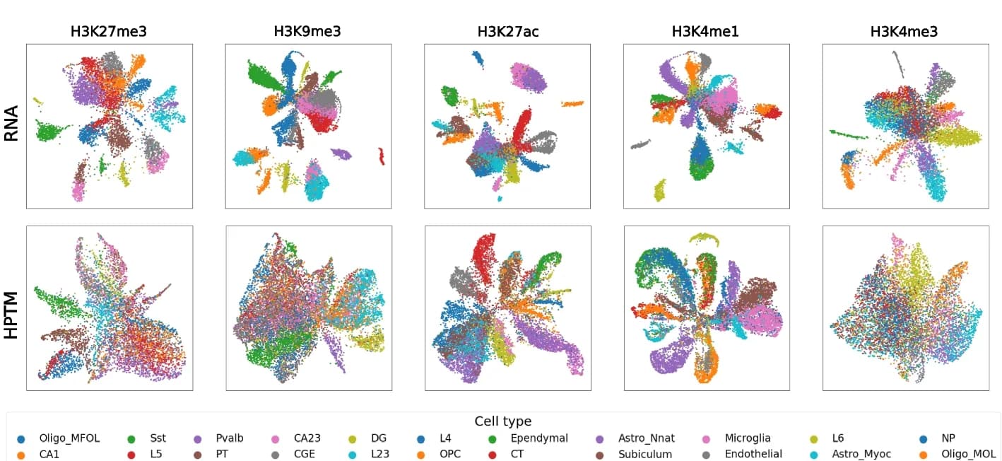 Open access visualization of Scatter Plot, UMAP, Mouse Brain, RNA co-assay, PCA
