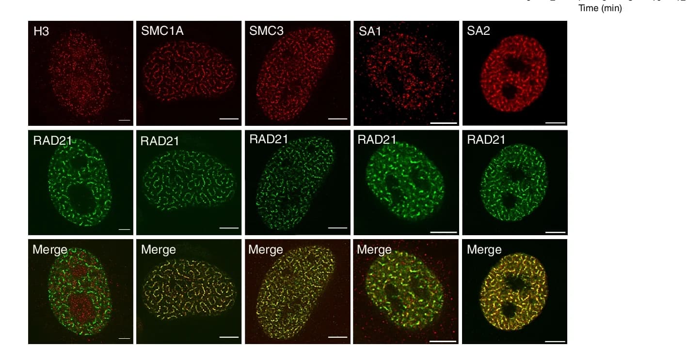 Open access visualization of Microscopy, Super-resolution Images, Cohesin Subunits, RAD21, Antibodies