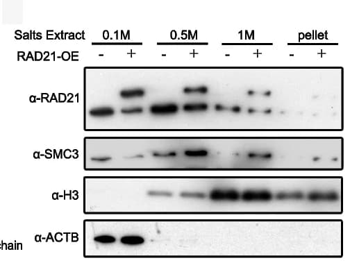 Open access visualization of Gel, Proteins, Salt Concentration, Immunoblot, Antibodies