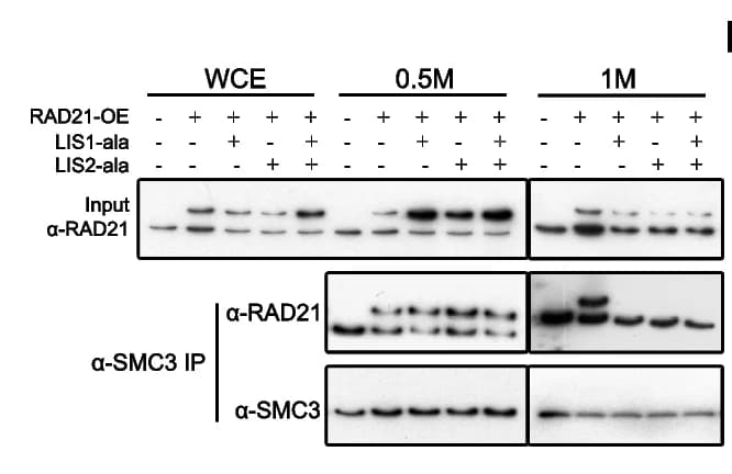 Open access visualization of Gel, Co-immunoprecipitation, Immunoblot Assay, SMC3, Cohesin Loading