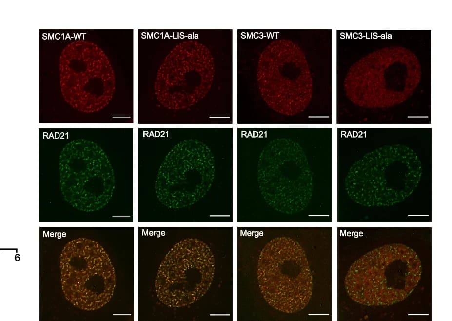 Open access visualization of Microscopy, Super-resolution Images, Cohesin Subunits, RAD21, SMC1A