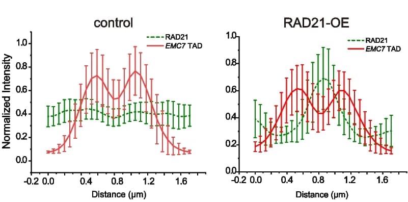 Open access visualization of Line Plot, Error Bars, Normalized intensity profile, EMC7 TAD, RAD21