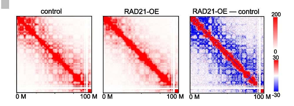 Open access visualization of Heatmap, Hi-C, Contact Matrices, Chromosome 2, HeLa Cells