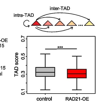 Open access visualization of Box Plot, Illustration, Contact Frequency, Intra-TAD, Inter-TAD