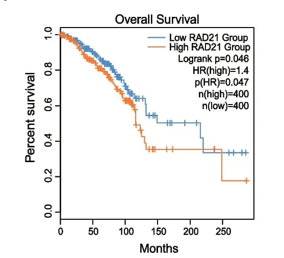 Open access visualization of Survival Curve, RAD21 Expression, Survival Plot, High Expression Group, Low Expression Group