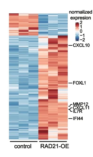 Open access visualization of Heatmap, Differentially Expressed Genes, RAD21-OE Cells, Control Cells, RNA-seq Analysis