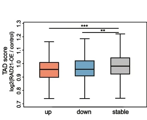 Open access visualization of Box Plot, TAD Score, RAD21-OE, Control, Up-regulated Genes