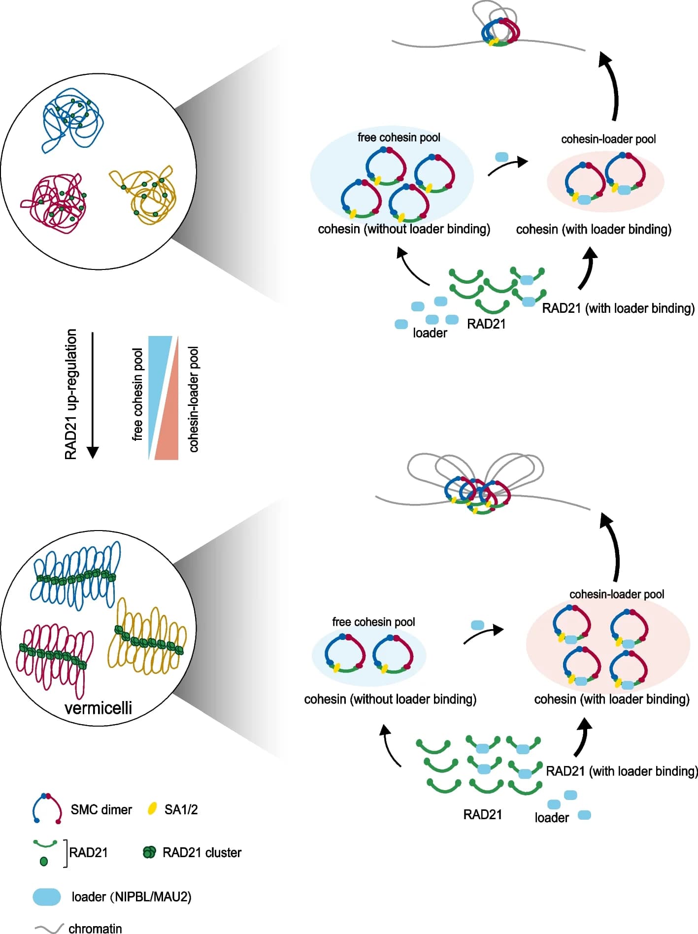 Open access visualization of Workflow, Illustration, RAD21, Cohesin, DNA extrusion