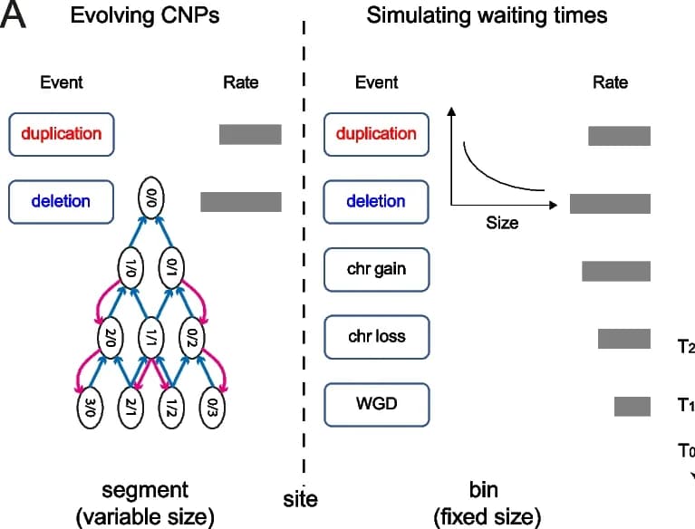 Open access visualization of Workflow, Flowchart, Simulated Tree, CNPs, Duplication