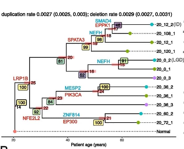 Open access visualization of Network, ML trees, Ancestral states, CNETML, Bootstrap support values