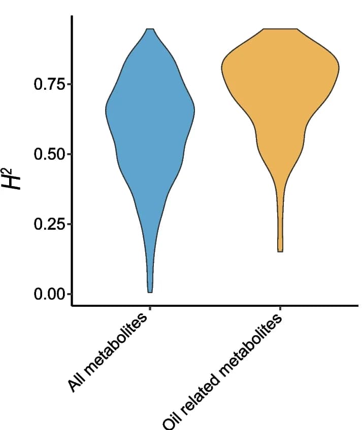 Open access visualization of Violin Plot, Heritability, Metabolites, SOC