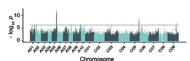 Open access visualization of Manhattan Plot, GWAS, BLUP values, SOC