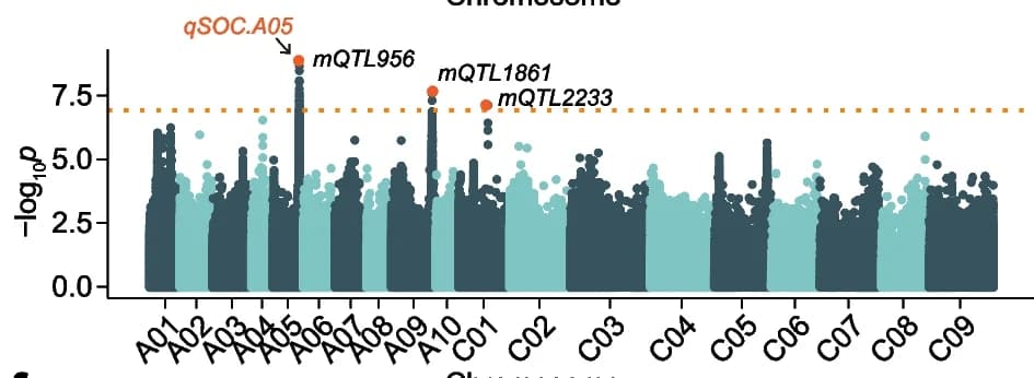 Open access visualization of Manhattan Plot, mGWAS, methylluteolin C-hexoside