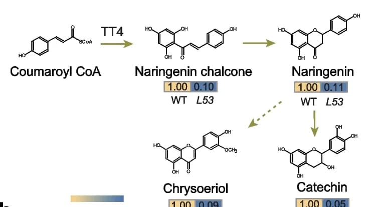 Open access visualization of Workflow, Chemical Structure, Metabolite Accumulation, Flavonoid Pathway, Wild Type