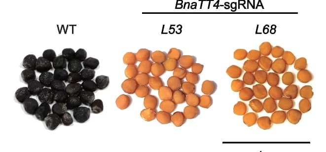 Open access visualization of Photo, CRISPR/Cas9, Homozygous Mutant, Seeds, Scale Bar
