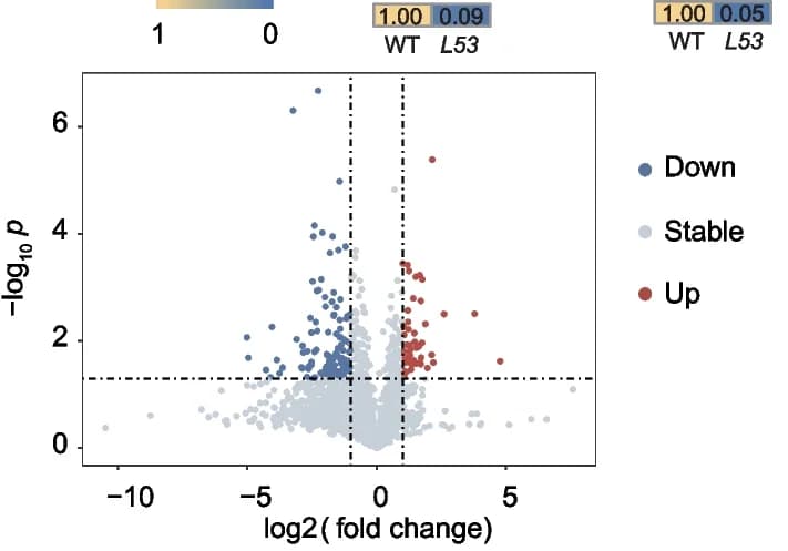 Open access visualization of Volcano Plot, Differential Metabolites, Fold Change, Wild Type, Mutant Line