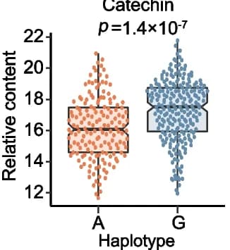 Open access visualization of Raincloud Plot, Box Plot, Haplotype Analysis, mQTL3947, mr002 Content