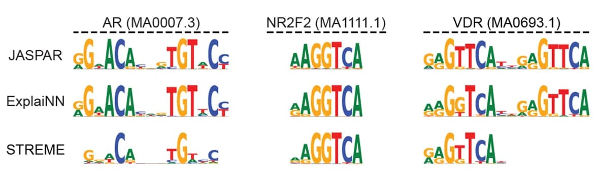 Open access visualization of Illustration, Nuclear Receptors, Transcription Factor