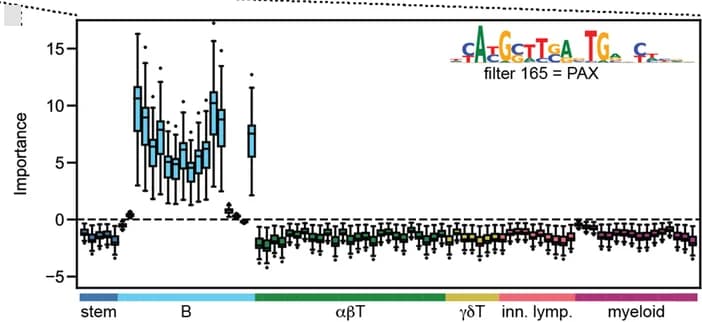 Open access visualization of Box Plot, Importance scores, CEBP, PAX, Myeloid cells