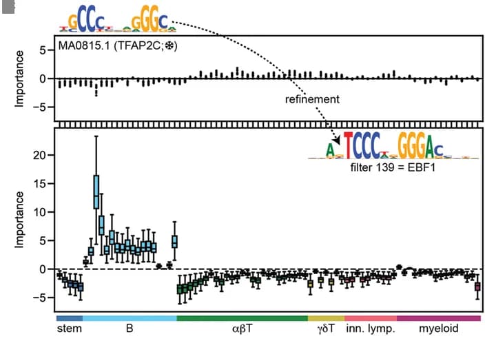 Open access visualization of Box Plot, Bar Plot, Refinement, Filter weights, JASPAR profile