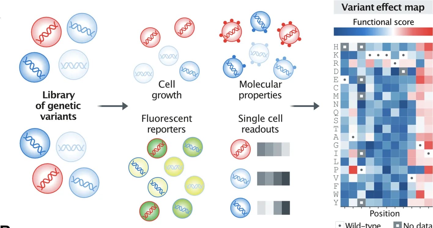 Open access visualization of Workflow, Heatmap, Protein, Regulatory DNA, Variant effect map