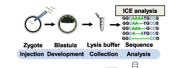 Open access visualization of Workflow, Flowchart, DSB Repair, CRISPR/Cas9, Embryo Gene Editing