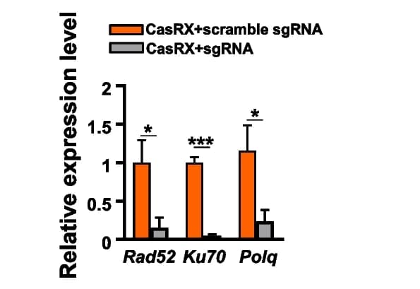 Open access visualization of Bar Plot, Error Bars, Clustered, Gene Knockdown, CasRX