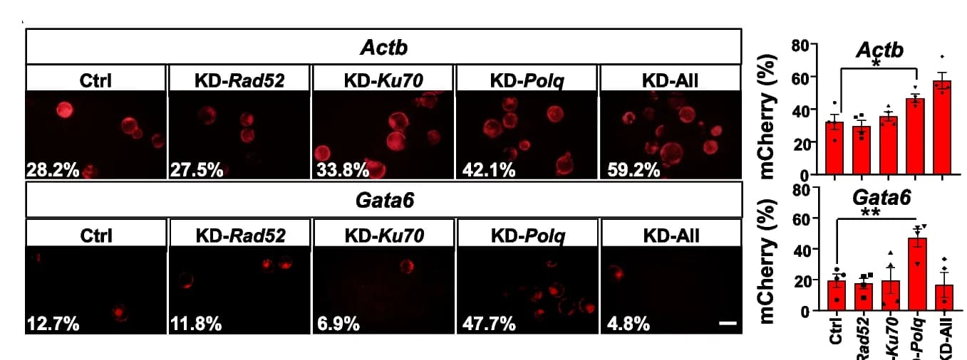 Open access visualization of Bar Plot, Microscopy, Knock-in Efficiency, Actb Loci, Gata6 Loci