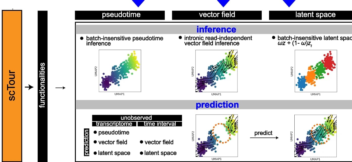 Open access visualization of Scatter Plot, UMAP, Gene Expression Matrix, Encoder Networks, Latent Space