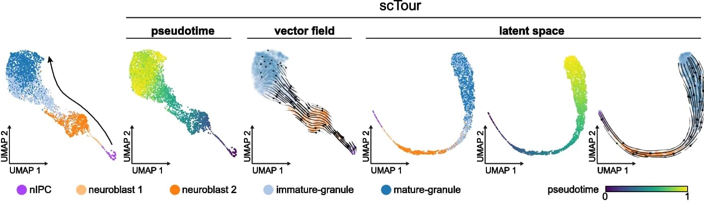Open access visualization of UMAP, Scatter Plot, Granule Cell Lineage, Pseudotime, Transcriptomic Vector Field