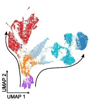 Open access visualization of UMAP, PCA, Cell Types, Pyramidal Cell Lineage, Granule Cell Lineage