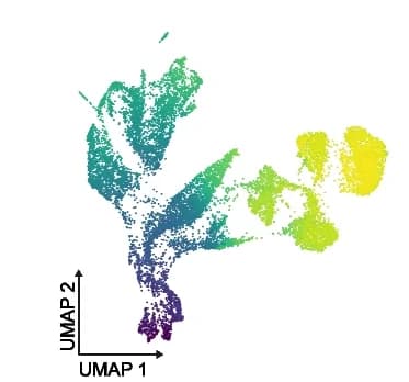 Open access visualization of UMAP, PCA, Pseudotime, scTour Model