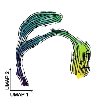 Open access visualization of UMAP, Streamline Visualization, Transcriptomic Vector Field, scTour, Pseudotime