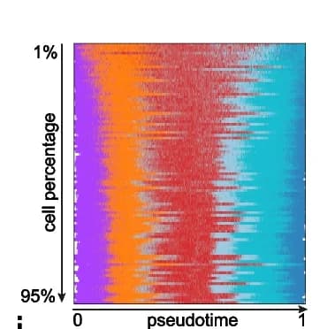 Open access visualization of Ridge Plot, Cell Ordering, Pseudotime, scTour Models, Cell Subsets