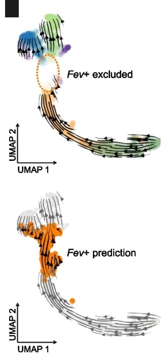 Open access visualization of UMAP, Scatter Plot, Pseudotime, ROC Curve, Endocrine Progenitors