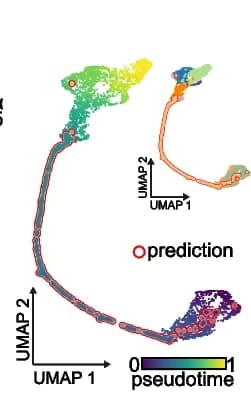 Open access visualization of Scatter Plot, UMAP, Latent Representation, Ngn3 High EPs, Pseudotime