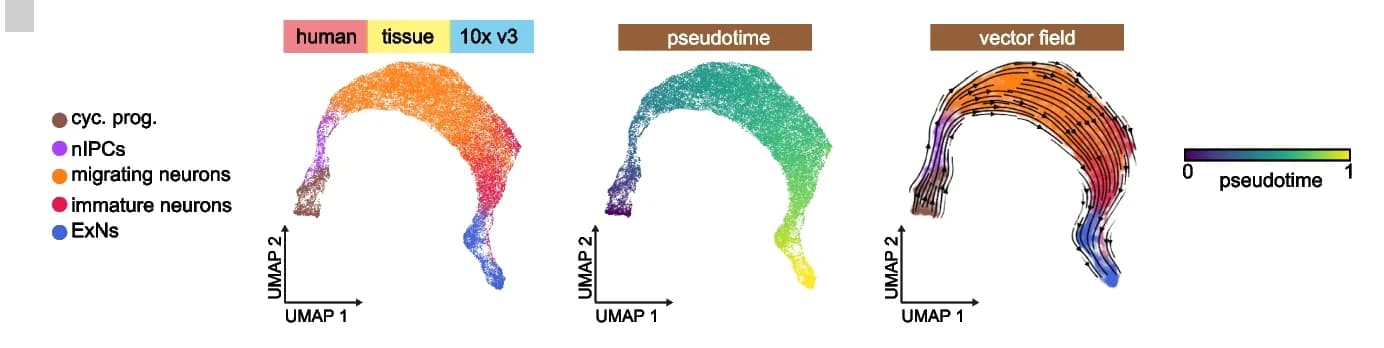 Open access visualization of UMAP, Scatter Plot, Latent Space, Cell Types, Developmental Pseudotime