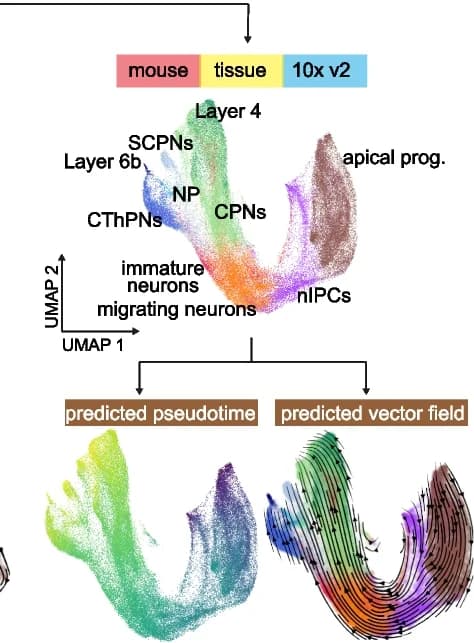 Open access visualization of UMAP, Scatter Plot, Cell Types, Developing Mouse Cortex, Pseudotime