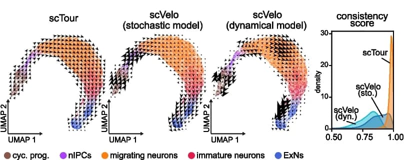 Open access visualization of UMAP, Density Plot, Vector Fields, scVelo, Stochastic Models
