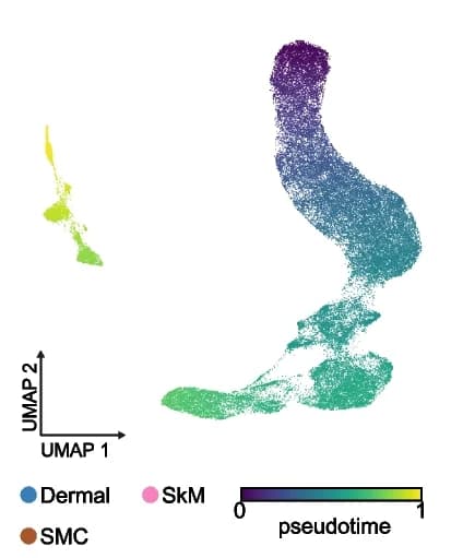 Open access visualization of UMAP, UMAP representations, Skeletal muscle progenitor cells, Stem cells, Prenatal development