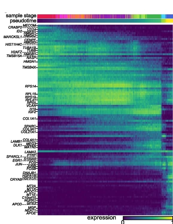 Open access visualization of Heatmap, Gene expression, Developmental trajectory, Developmental stages, Pseudotime