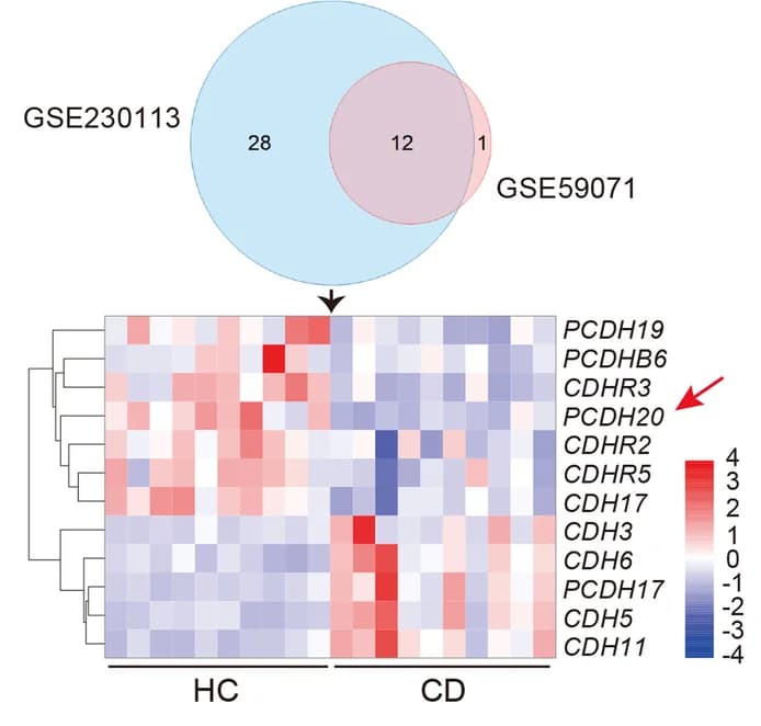 Open access visualization of Heatmap, Clustered, Venn Diagram, Cadherins, Algorithms